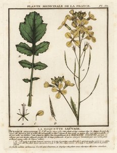 Rakieta rzeżucha wodna, Erucastrum nasturtiifolium. autorstwa Unbekannter Künstler
