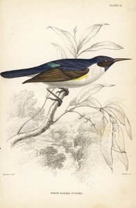 Zachodnia słonka fioletowogrzbieta, Anthreptes longuemarei (słonka białobrzucha, Anthreptes leucosoma). Ręcznie kolorowana stalowa rycina autorstwa Williama Lizarsa według Williama Swainsona z Naturalist