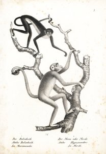 Pająk białobrzuchy, Ateles belzebuth (zagrożony wyginięciem) i muriqui północny, Brachyteles hypoxanthus (Ateles hypoxanthus), krytycznie zagrożony wyginięciem. Litografia autorstwa Karla Josepha Brodtmanna z Ilustrowanej historii naturalnej zwierząt Heinr autorstwa Unbekannter Künstler