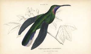Szablodziób białoogonowy, Campylopterus ensipennis (Szablodziób niebieskodzioby, Trochilus latipennis). Ręcznie kolorowana stalowa rycina autorstwa Williama Lizarsa z Sir William Jardine