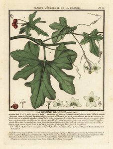 Bryonia biała, Bryonia alba. autorstwa Unbekannter Künstler