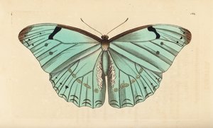 Morpho biały, Morpho laertes autorstwa Unbekannt