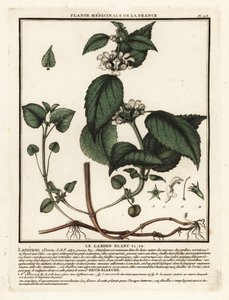 Biała pokrzywa, album Lamium. autorstwa Unbekannter Künstler