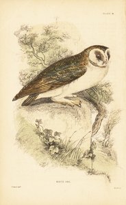 Biała sowa lub płomykówka, Tyto alba, siedząca na skale. 1889 (grawerowanie) autorstwa Unbekannter Künstler