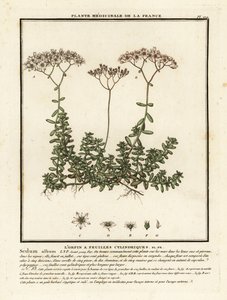 Biała rozchodnik, album Sedum. autorstwa Unbekannter Künstler