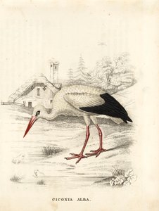 Bocian biały, Ciconia ciconia (Ciconia alba). Ręcznie kolorowany staloryt z Galerii Historii Naturalnej Georga Friedricha Treitschke, Naturhistorischer Bildersaal des Thierreiches, Lipsk autorstwa Unbekannter Künstler