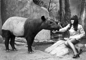 Kobieta karmiąca tapira, Belle Vue Zoo, Manchester, kwiecień 1970 autorstwa Unbekannt