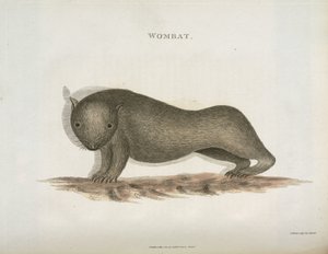 Wombat, Australia, ok. 1798 autorstwa Unbekannt