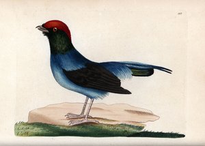 Wspaniały manakin (Chiroxiphia linearis). Niepodpisana ilustracja (George Shaw i Frederick Nodder). Litografia w The Naturalist
