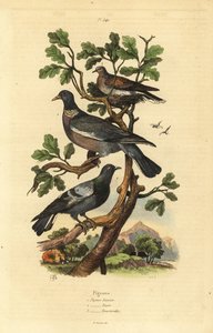 Gołąb grzywacz, Columba palumbus, gołąb zwyczajny, Columba livia i turkawka, Streptopelia risoria autorstwa Unbekannt