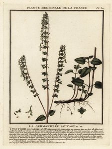 Omanka leśna, Teucrium scorodonia. autorstwa Unbekannter Künstler