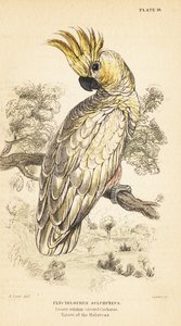 Kakadu żółtoczuba, Cacatua sulphurea. Krytycznie zagrożone1889 (grawerowanie) autorstwa Unbekannter Künstler