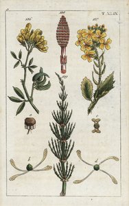 Żółta lucerna (alfalfa), Medicago falcata 136, dzika rzodkiew (ravenelle), Raphanus raphnistrum 137, i skrzyp polny (prele des champs), Equisetum arvense 138/139. Ręcznie kolorowany miedzioryt przedstawiający ilustrację botaniczną z "Unte autorstwa Unbekannter Künstler