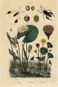 Lotos żółty, Nelumbo lutea 1, pluskwiaki łapy, Anisoscelis foliaceus 2 i Anoplocnemis curvipes 3 oraz lilia biała, Nymphaea alba 4 autorstwa Unbekannt