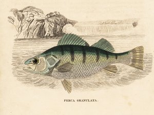 Okoń żółty, Perca flavescens (okoń granulowany, Perca granulata). Ręcznie kolorowany staloryt z Galerii Historii Naturalnej Georga Friedricha Treitschke, Naturhistorischer Bildersaal des Thierreiches, Liepzig-1842. autorstwa Unbekannter Künstler
