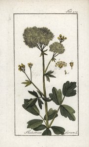 Pigwowiec żółty (Thalictrum flavum). Litografia z "Afbeelding der Artseny-Gewassen" Johannesa Zorna (1739-1799), Holandia autorstwa Unbekannter Künstler