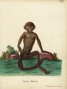 Młody langur pasiasty, Presbytis femoralis. Simia maura. Ręcznie kolorowany miedzioryt narysowany i wygrawerowany według natury przez Hermanna Jakoba Tyroffa z ilustracji Johanna Christiana Daniela Schrebera Zwierzęta według natury lub Fantastyczne zwierzę autorstwa Unbekannter Künstler