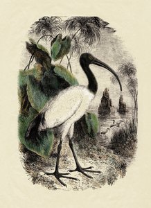 Zoologia: Sacre Ibis (Threskiornis aethiopicus), rycina z XIX wieku autorstwa Unbekannter Künstler