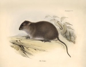 Zoologia: "Mus fuscipes" lub gryzoń z wybrzeża Australii opisany przez Karola Darwina podczas jego podróży badawczej na pokładzie statku Beagle. Plansza z "Zoologii podróży H.M.S. Beagle pod dowództwem kapitana Fitzroya w latach 1832-1832". autorstwa Unbekannter Künstler
