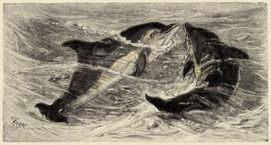 Zoologia: delfiny (delphinus delphis) opisane i zilustrowane przez Carlo Vogta i Federico Spechta w "Natural history illustree: mammals" z 1884 r. autorstwa Unbekannter Künstler