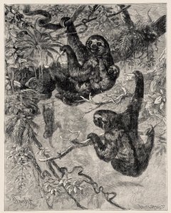 Zoologia: leniwiec (Ai - Bradypus tridactylus) opisany i zilustrowany przez Carlo Vogta i Federico Spechta w "Illustree Natural History: Mammals" 1884 autorstwa Unbekannter Künstler