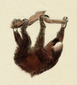 Zoologia: leniwiec (Bradypus tridactylus) autorstwa Unbekannter Künstler