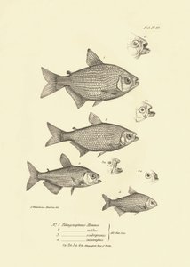 Zoologia: przedstawienie ryb "Tetragonopterus Abramis, rutilus, scabripinnis, interruptus" opisanych przez Karola Darwina podczas jego podróży na pokładzie statku Beagle. Plansza z "The zoology of the voyage of H.M.S. Beagle under the command of Captaain F autorstwa Unbekannter Künstler