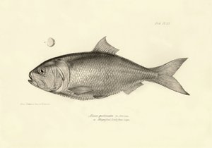 Zoologia: przedstawienie ryby "Alosa pectinata" opisanej przez Karola Darwina podczas jego podróży na pokładzie statku Beagle. Plansza z "Zoologii podróży H.M.S. Beagle pod dowództwem kapitana Fitzroya w latach 1832-1836". autorstwa Unbekannter Künstler