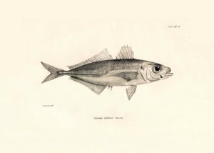 Zoologia: przedstawienie ryby "Caranx declivis" opisanej przez Karola Darwina podczas jego podróży na pokładzie statku Beagle. Plansza z "Zoologii podróży H.M.S. Beagle pod dowództwem kapitana Fitzroya w latach 1832-1836". autorstwa Unbekannter Künstler