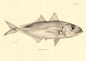 Zoologia: przedstawienie ryby "Caranx torvus" opisanej przez Karola Darwina podczas jego podróży na pokładzie statku Beagle. Plansza z "Zoologii podróży H.M.S. Beagle pod dowództwem kapitana Fitzroya w latach 1832-1836". autorstwa Unbekannter Künstler