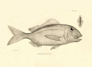 Zoologia: przedstawienie ryby "Chrysophrys taurina" opisanej przez Karola Darwina podczas jego podróży na pokładzie statku Beagle. Plansza z "Zoologii podróży H.M.S. Beagle pod dowództwem kapitana Fitzroya w latach 1832-1836". autorstwa Unbekannter Künstler