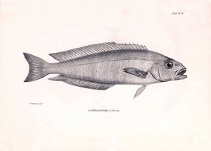 Zoologia: przedstawienie ryby "Latilus princeps" opisanej przez Karola Darwina podczas jego podróży na pokładzie statku Beagle. Plansza z "Zoologii podróży H.M.S. Beagle pod dowództwem kapitana Fitzroya w latach 1832-1836". autorstwa Unbekannter Künstler