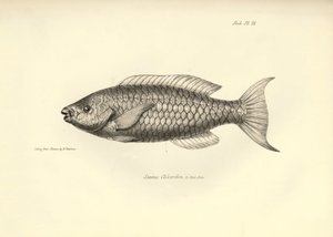 Zoologia: przedstawienie ryby "Scarus Chlorodon" opisanej przez Karola Darwina podczas jego podróży na pokładzie statku Beagle. Plansza z "Zoologii podróży H.M.S. Beagle pod dowództwem kapitana Fitzroya w latach 1832-1836". autorstwa Unbekannter Künstler