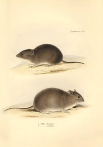 Zoologia: "Mus Renggeri" i "Mus obscurus" (szczury) opisane przez Karola Darwina podczas jego podróży badawczej na pokładzie statku Beagle. Plansza z "Zoologii podróży H.M.S. Beagle pod dowództwem kapitana Fitzroya w latach 1832-183". autorstwa Unbekannter Künstler