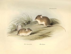 Zoologia: "Mus albimaculatus" i "Mus elegans" (mysz) opisane przez Karola Darwina podczas jego podróży badawczej na pokładzie statku Beagle. Plansza z "Zoologii podróży H.M.S. Beagle pod dowództwem kapitana Fitzroya w latach 1832-18". autorstwa Unbekannter Künstler