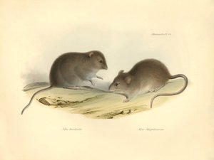 Zoologia: "Mus brachiotis" i Mus "Magellanicus" (szczury) opisane przez Karola Darwina podczas jego podróży badawczej na pokładzie statku Beagle. Plansza z "The Zoology of the voyage of H.M.S. Beagle under the command of Captain Fitzroy during the years 18 autorstwa Unbekannter Künstler