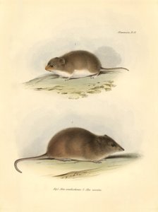 Zoologia: "Mus xanthorhinus" lub szczur polny i "Mus nasutus" opisane przez Karola Darwina podczas jego podróży badawczej na pokładzie statku Beagle. Plansza z "Zoologii podróży H.M.S. Beagle pod dowództwem kapitana Fitzroya w latach 1832-1832". autorstwa Unbekannter Künstler