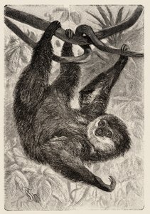 Zoology: unau or lazy opisuje i ilustruje Carlo Vogt i Federico Specht w "Natural history illustree: mammals" 1884. autorstwa Unbekannter Künstler