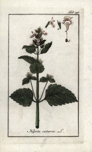 catary lub kocimiętka (Nepeta cataria). Litografia z "Afbeelding der Artseny-Gewassen" Johannesa Zorna (1739-1799), Holandia autorstwa Unbekannter Künstler