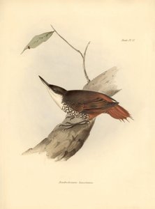 ornitologia: "Dendrodamus leucosternus" ptak Ameryki Południowej zaobserwowany i opisany przez Karola Darwina (1809-1882). Plansza z "Zoologii podróży H.M.S. Beagle. Flight. III, Ptaki opisane przez Johna Goulda, z uwagą o ich zwyczajach przez Charl autorstwa Unbekannter Künstler