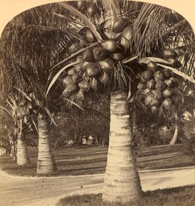 Drzewa kokosowe w białych piaskach Florydy. USA, ok. 1900. autorstwa Underwood and Underwood