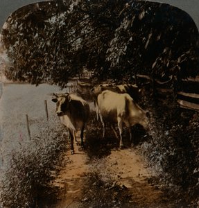 Krowy wracają do domu wzdłuż drogi w czasie doju, ok. 1900. Artyści: Elmer Underwood, Bert Elias Underwood. autorstwa Underwood and Underwood