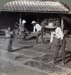 Rolnicy z bambusowymi grabiami rozrzucają proso na matach do wyschnięcia na zimę, niedaleko Jokohamy, Japonia, 1904 autorstwa Underwood and Underwood
