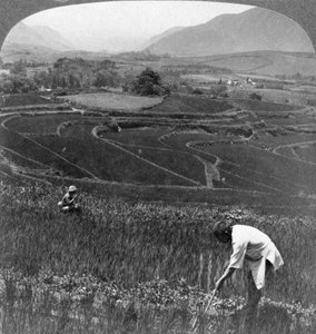 Żyzne pola ryżowe w starym kraterze Aso-San, Japonia, 1904. autorstwa Underwood and Underwood