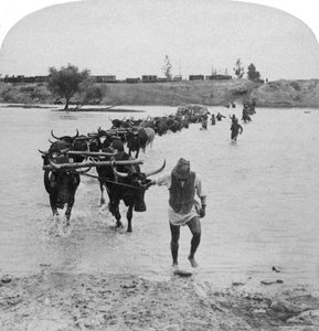 Fording the Modder River, wojna burska, Republika Południowej Afryki, 15 lutego 1901. autorstwa Underwood and Underwood