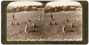 Zbieranie kąkolu z pszenicy na kamienistych polach Betel Bajtin, Palestyna, 1900. autorstwa Underwood and Underwood