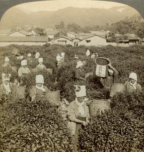 Dziewczyny zbierające herbatę, Uji, Japonia. autorstwa Underwood and Underwood