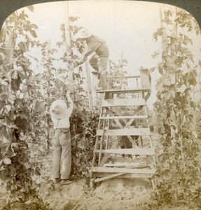 W dzielnicy Rich Hop, Training the Vines, White River Valley, Waszyngton, USA. autorstwa Underwood and Underwood