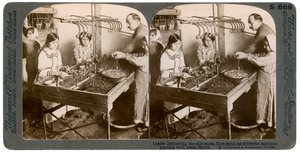 Produkcja jedwabiu, Syria, 1900. autorstwa Underwood and Underwood