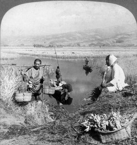 Men gathering rushes near Suzukawa, Fujiyama, Japan, 1904. autorstwa Underwood and Underwood